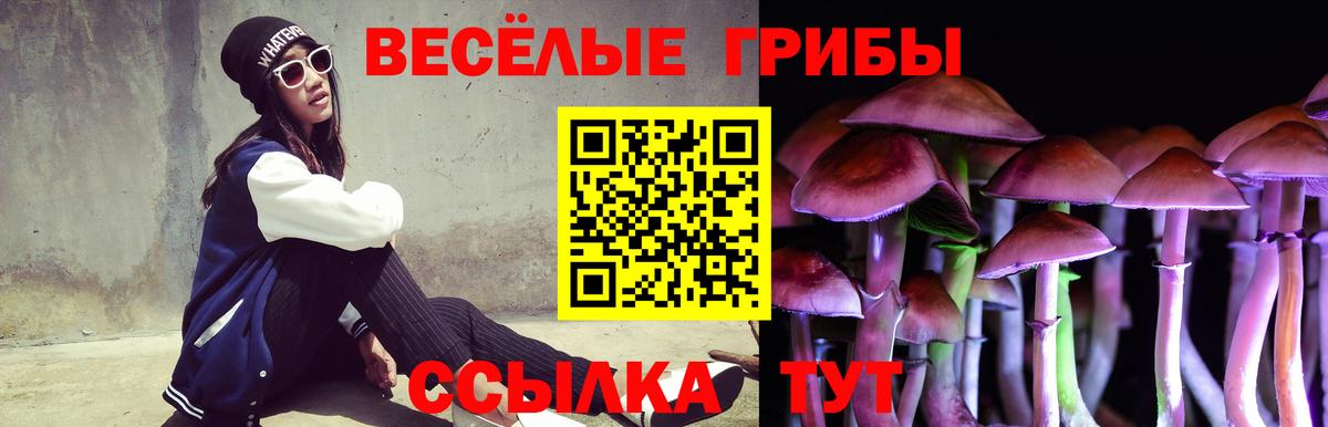 Псилоцибиновые грибы Psilocybe Каменск-Шахтинский